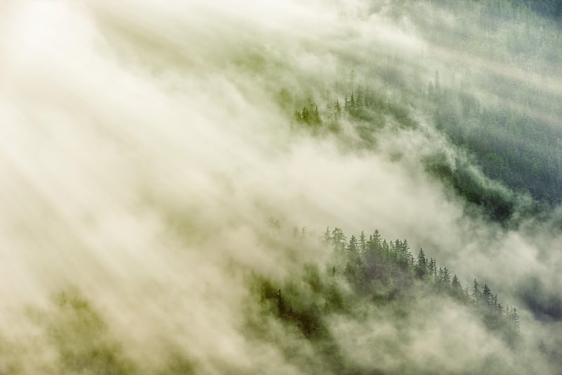 Fairy Tale Forest
