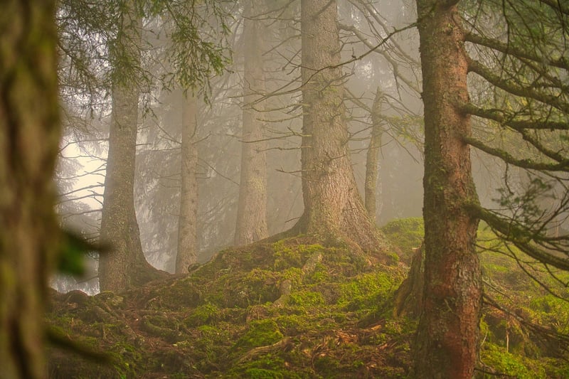 Fairy Tale Forest